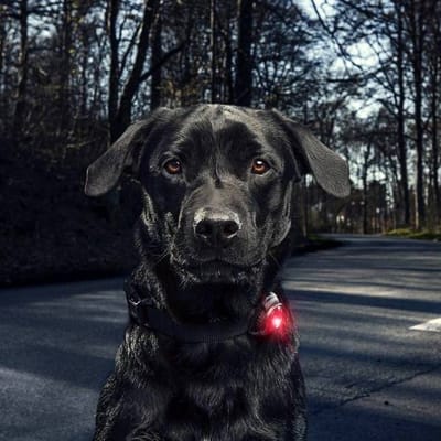 Orbiloc dog dual veiligheidslamp led rood