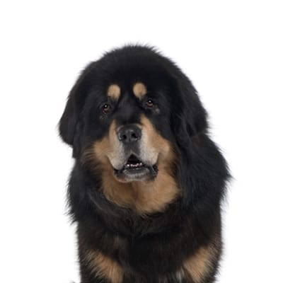 Yourdog Tibetaanse Mastiff Pup 12 Kg